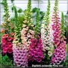 Digitalis Foxy Mix