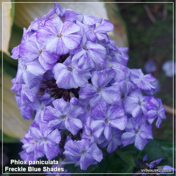 Phlox paniculata Freckle Blue Shades
