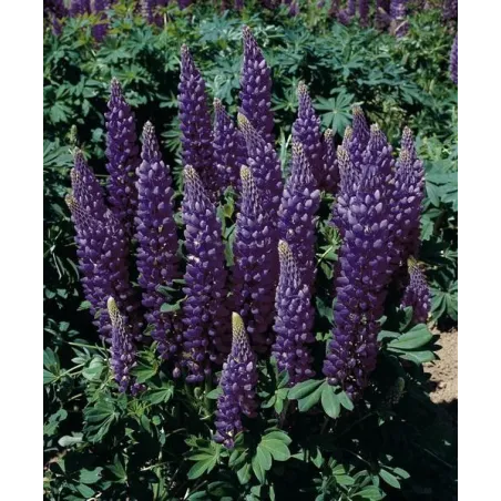Lupinus polyphyllus 'Gallery Blue Shades'