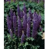 Lupinus polyphyllus 'Gallery Blue Shades'