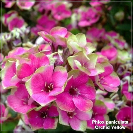 Phlox paniculata Orchid Yellow