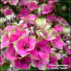 Phlox paniculata Orchid Yellow