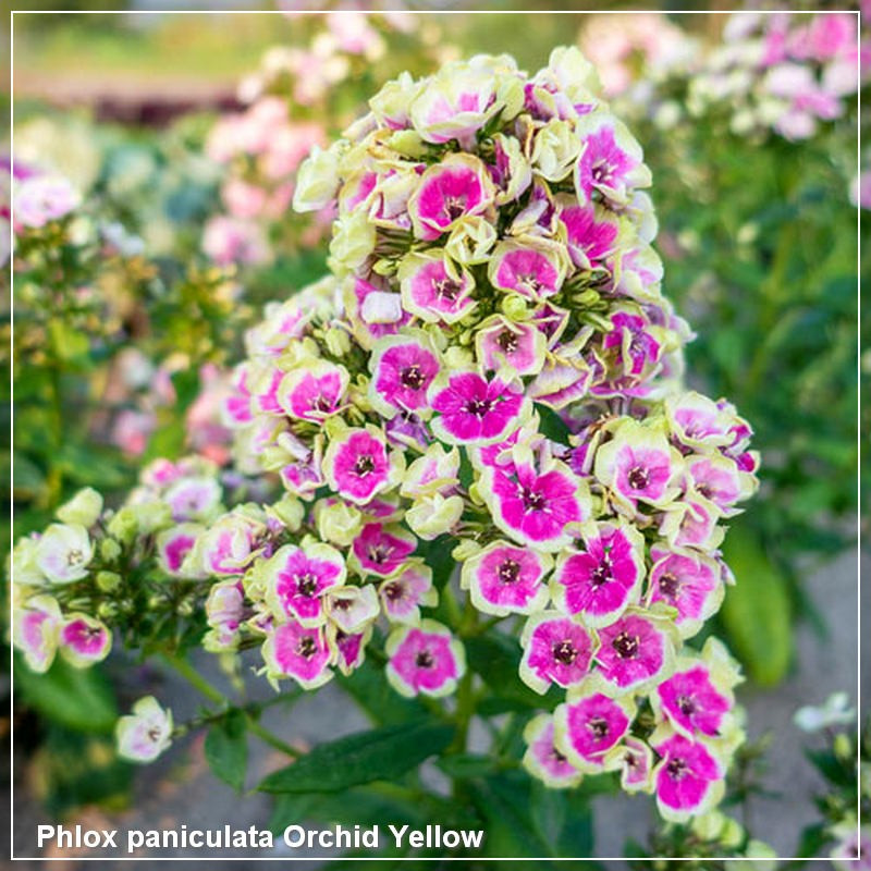 Phlox paniculata Orchid Yellow