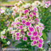 Phlox paniculata Orchid Yellow