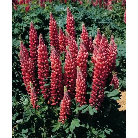 Lupinus polyphyllus 'Gallery Red Shades'