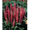 Lupinus polyphyllus 'Gallery Red Shades'
