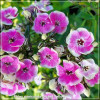 Phlox paniculata Orchid Yellow