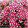 Phlox paniculata Peppermint Twist