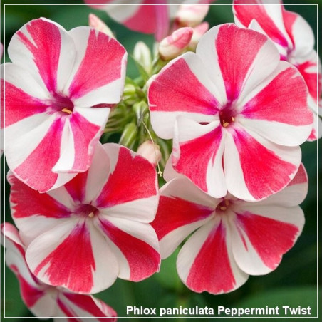 Phlox paniculata Peppermint Twist