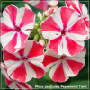 Phlox paniculata Peppermint Twist