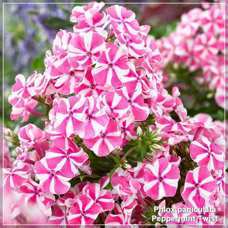 Phlox paniculata Peppermint Twist