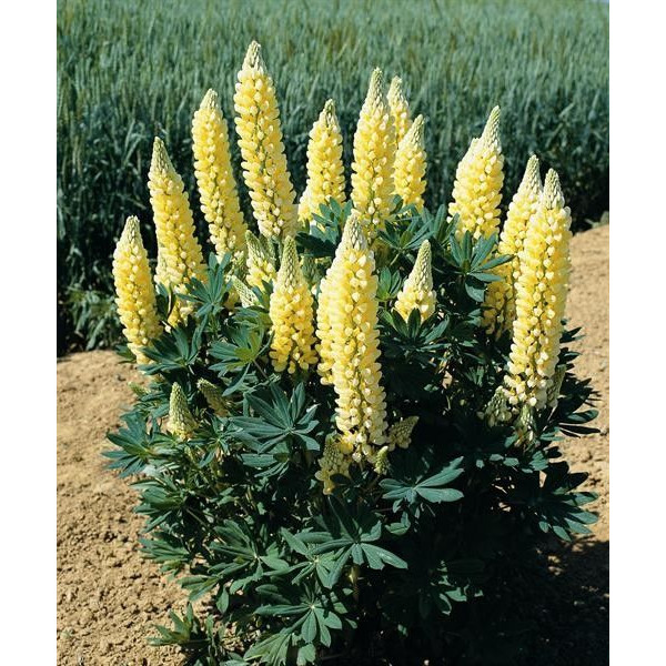 Lupinus polyphyllus 'Gallery Yellow Shades'