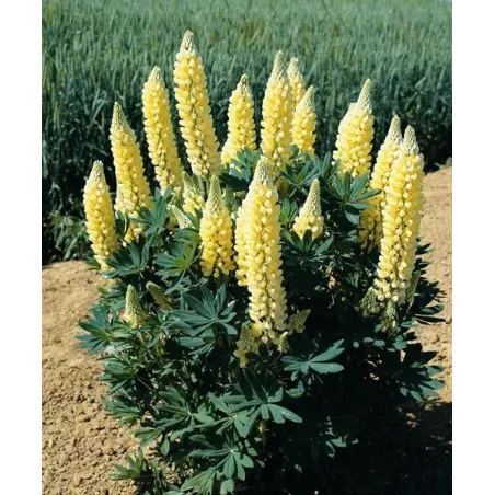 Lupinus polyphyllus 'Gallery Yellow Shades'