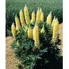 Lupinus polyphyllus 'Gallery Yellow Shades'