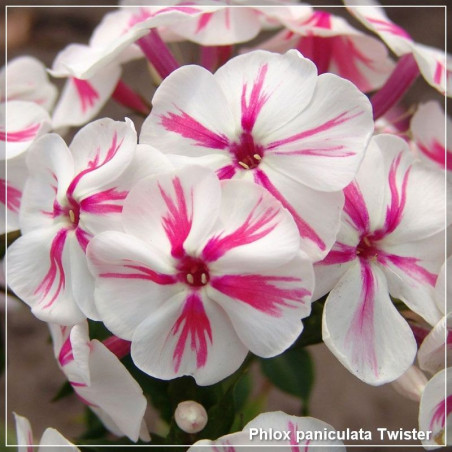 Phlox paniculata Twister