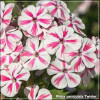 Phlox paniculata Twister