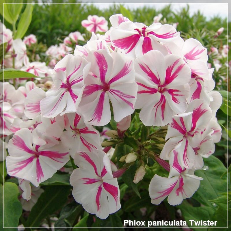 Phlox paniculata Twister