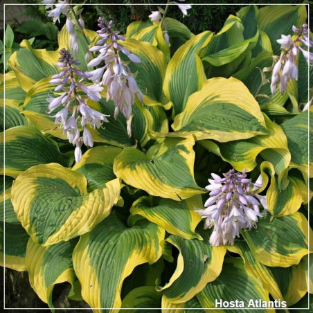 Hosta Atlantis