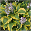 Hosta Atlantis