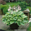 Hosta Aureomarginata