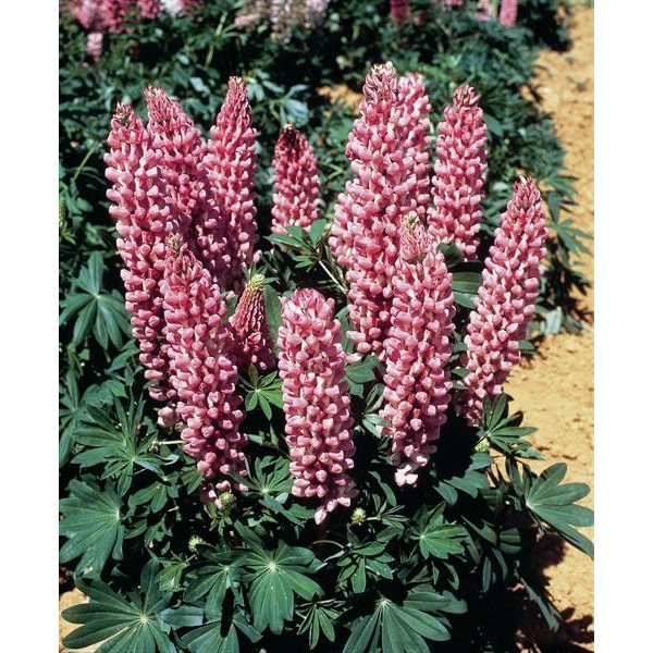 Lupinus polyphyllus 'Gallery Rose Shades'