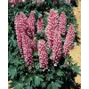 Lupinus polyphyllus 'Gallery Rose Shades'