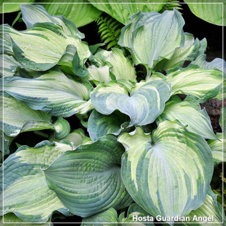 Hosta Guardian Angel
