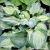 Hosta Guardian Angel