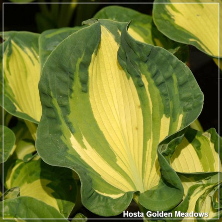 Hosta Golden Meadows