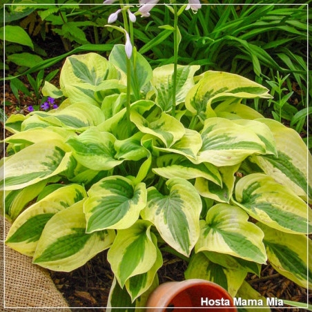 Hosta Mama Mia