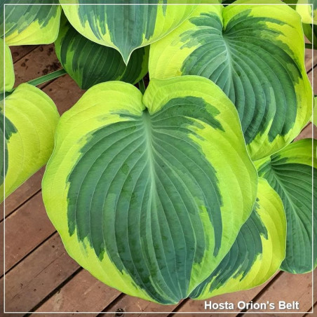Hosta Orion's Belt