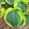 Hosta Orion's Belt