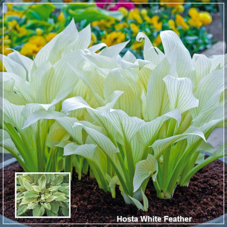 Hosta White Feather