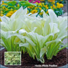 Hosta White Feather