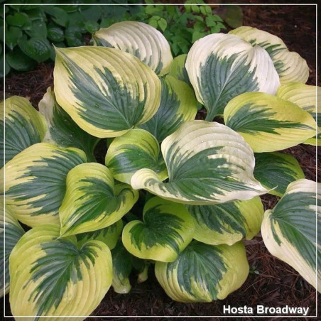 Hosta Broadway