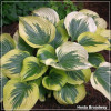 Hosta Broadway