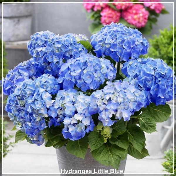 Hydrangea Little Blue G-14