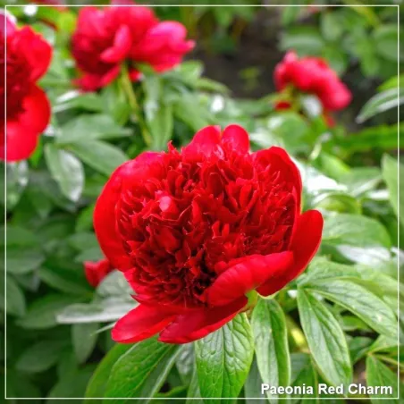 Paeonia Red Charm