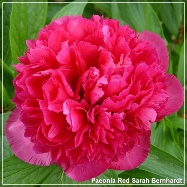 Paeonia Red Sarah Bernhardt