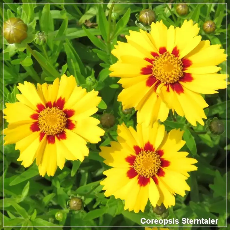 Coreopsis Sterntaller