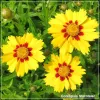Coreopsis 'Sterntaler'