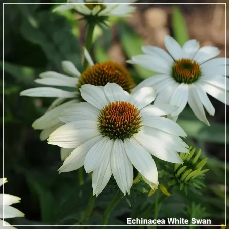 Echinacea White Swan