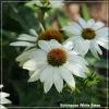 Echinacea White Swan