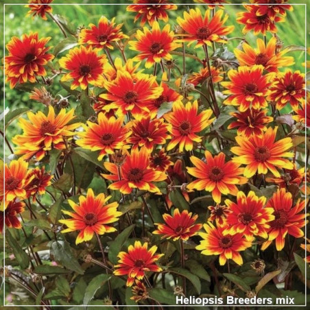 Heliopsis Breeders Mix