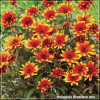 Heliopsis Breeders Mix