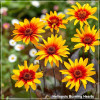 Heliopsis Burning Hearts