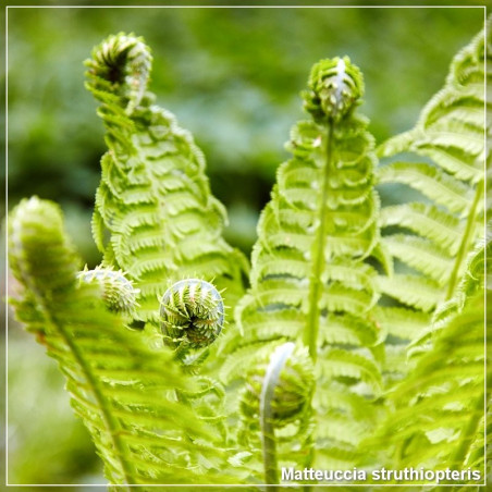 Matteuccia struthiopteris
