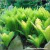 Matteuccia struthiopteris