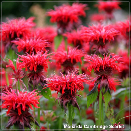 Monarda Cambridge Scarlet