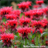 Monarda Cambridge Scarlet